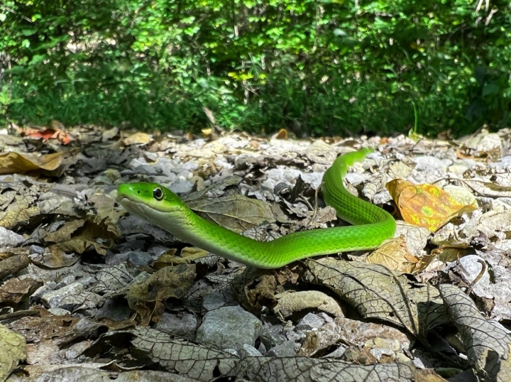 Rough Green Snake
